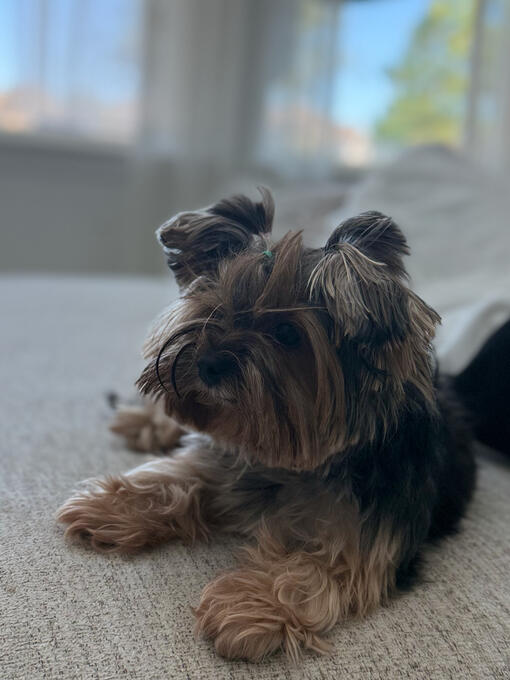 This is Lola! One of our sweet clients.. She is wonderful and such a great companion!